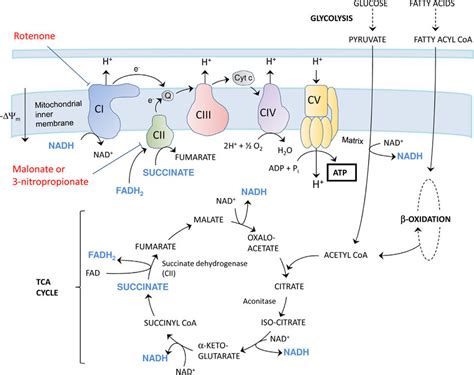 Schematic diagram of the electron transport chain (ETC) of ...