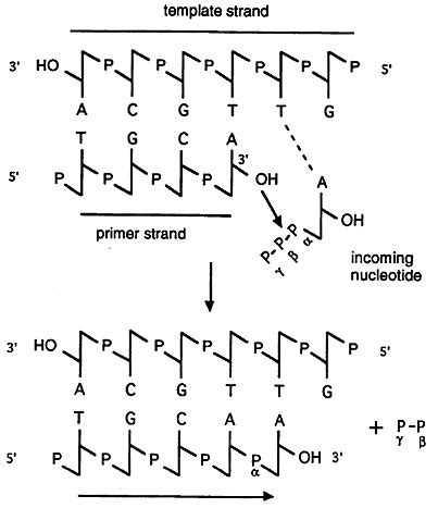 DNA Synthesis