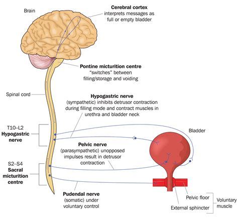 Overactive Bladder: Causes, Diagnosis and Treatments | menMD