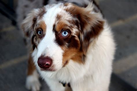 Australian Shepherd Grooming: The Essential Guide