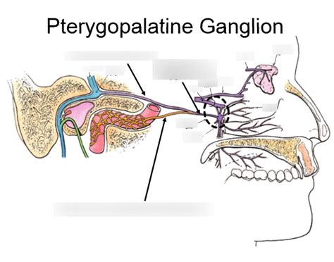 Pterygopalatine Ganglion Diagram | Quizlet