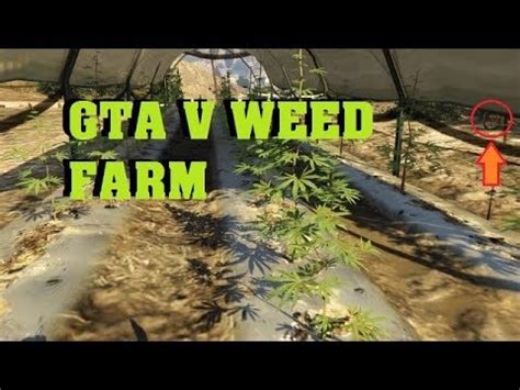 Where Is The Weed Farm Gta 5 | Hot Sex Picture