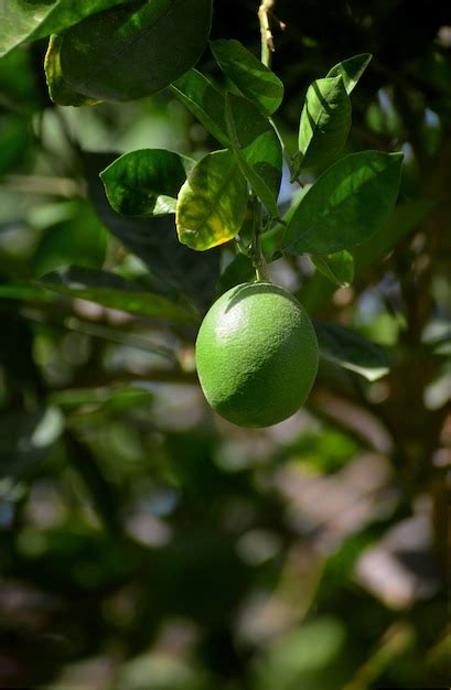 Premium Photo | Lime fruit tree