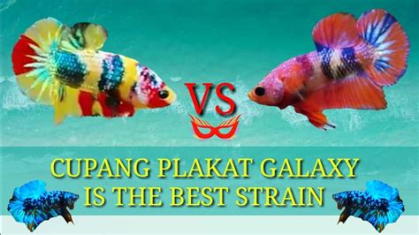 Ikan Plakat / Nama Jenis Ikan Cupang Plakat Beserta Gambar Dan Harganya ...