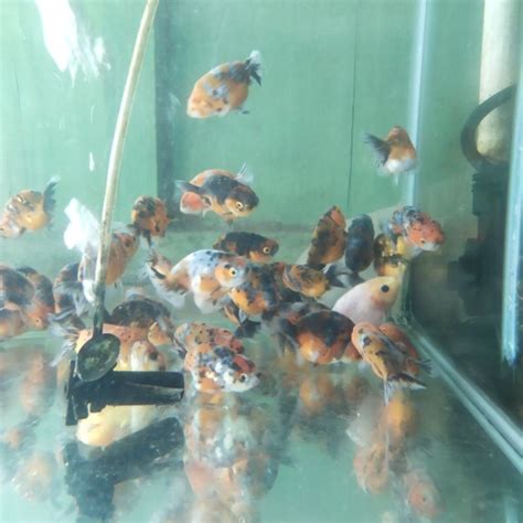 Jual Ikan koki ranchu / ikan koki ranchu warna / bibit ikan koki ...