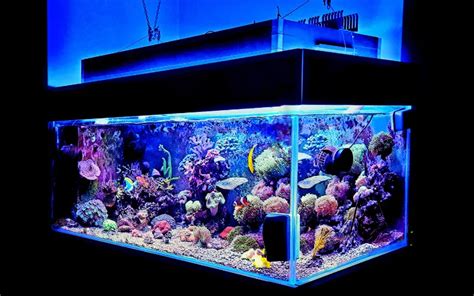 125 Gallon Tank Dimensions: Comprehensive Guide - AquariumNexus