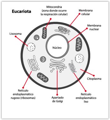 nadar anseio agrupar organelos celulares celula eucariota Exercícios ...