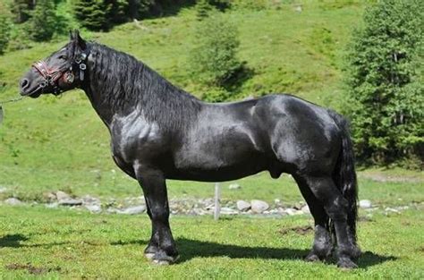 Noriker Horse Info, Origin, History, Pictures