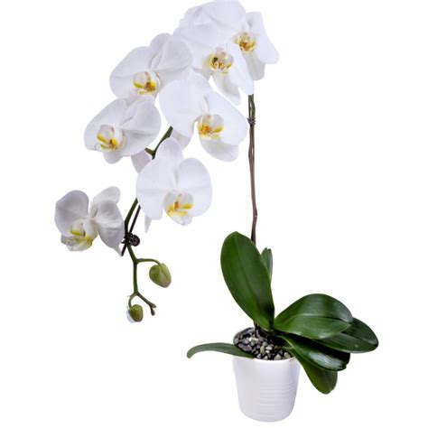 The White Orchid - floristGen