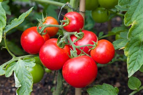 Moneymaker Tomatoes Plant Care & Growing Tips | Horticulture