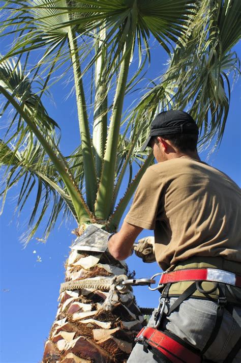 Palm Tree Trimming - Corpus Christi Landscaping Pros