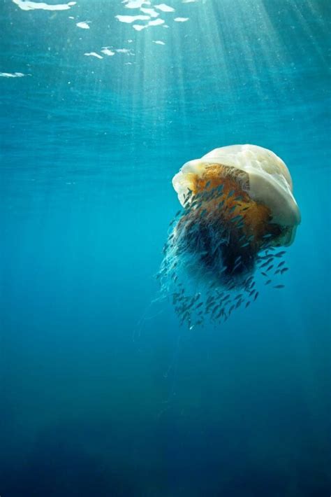 10 Nomura’s Jellyfish Facts - Fact Animal