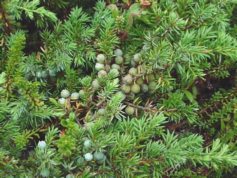 Juniperus communis (common juniper): Go Botany