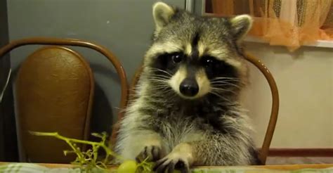 Raccoon Eating Grapes With His Tiny Hands Is the Cutest Thing