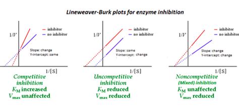 Physiology, Noncompetitive Inhibitor - StatPearls - NCBI Bookshelf