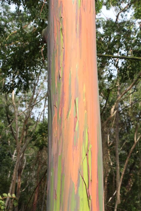 Eucalyptus deglupta bark | Rainbow bark or rainbow gum is a … | Flickr