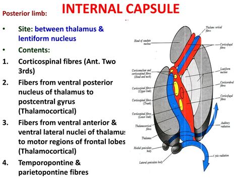 PPT - INTERNAL CAPSULE PowerPoint Presentation, free download - ID:3065666