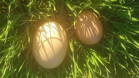 Gallery | Chirpy Chook Eggs