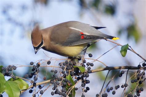 Cedar Waxwing – Privet Berries | Walter Reeves: The Georgia Gardener