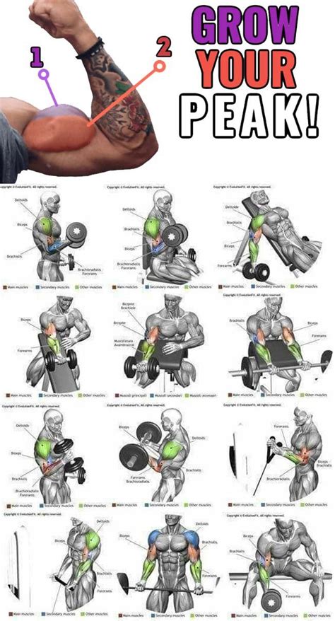 Pin by Mason Barajas on biceps | Biceps workout, Shoulder workout, Weight training workouts