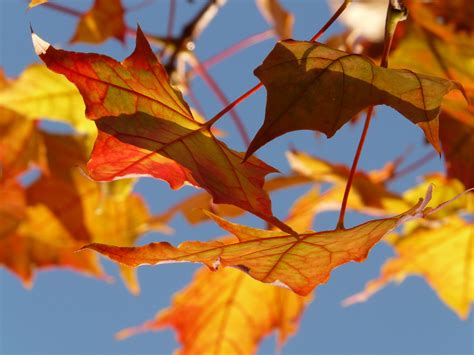 Free Images : nature, branch, sunlight, red, color, autumn, colorful, yellow, season, maple tree ...