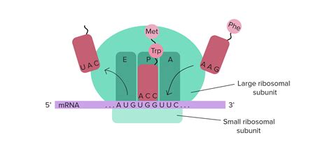 Biology dictionary ribosome - essaycorrections.web.fc2.com