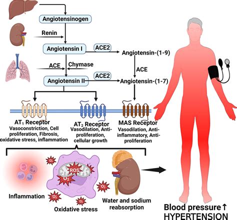 Angiotensin II formation and effects on blood pressure. Angiotensinogen... | Download Scientific ...