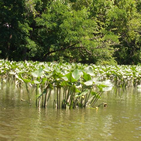 Freshwater Marsh | Virginia Institute of Marine Science