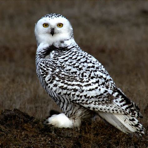 Endangered Species | Wild Animals | Conservation | Worldwide Wildlife: Snowy Owl