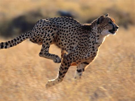 wallpaper cheetah, speed, running HD : Widescreen : High Definition ...