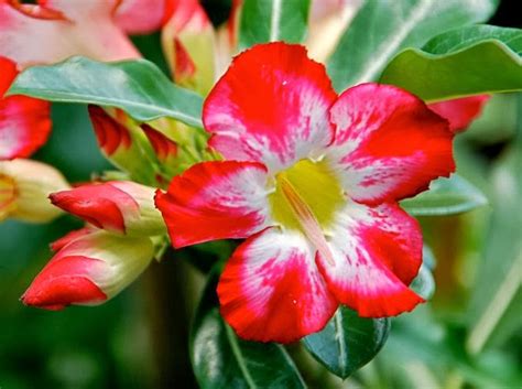 Flower Homes: Adenium Flowers