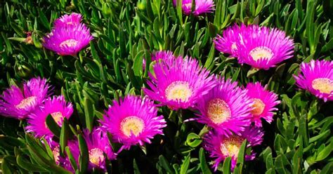 Growing Carpobrotus Edulis: Hottentot Fig Ice Plant Care | Ice plant, Plants, Plant care