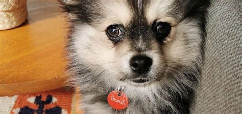 Pomchi – The Pomeranian Chihuahua Mix Dog Breed - PetsTime