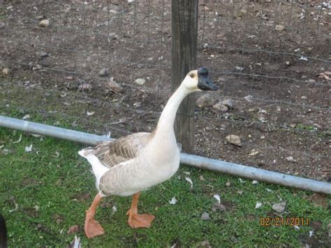 Male or female? (Chinese goose) | BackYard Chickens