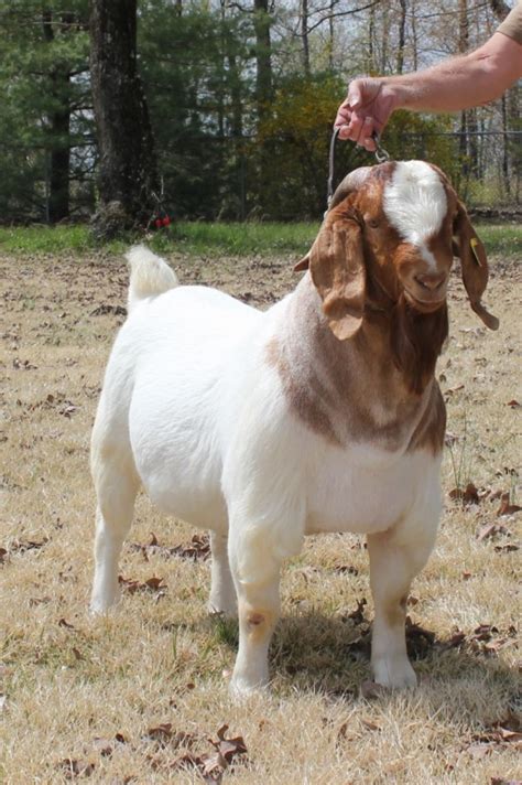 Boer Goats For Sale in Missouri from Bear Creek Boers | Boer goats ...