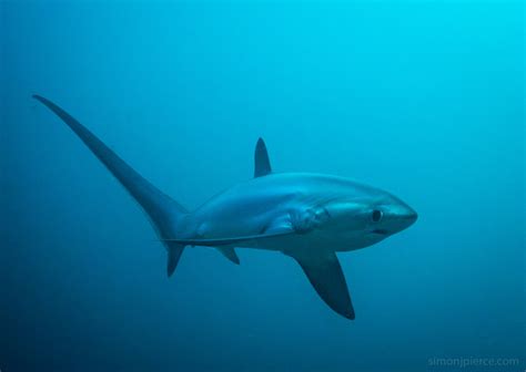 Lets talk about thresher shark on a shark dive trip