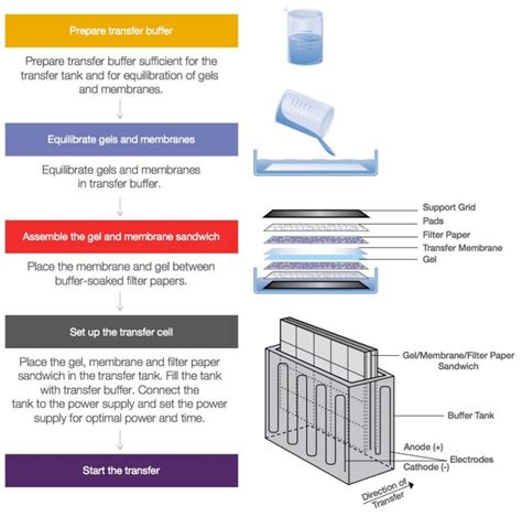 Southern Blotting- Principle, Steps, Detection, Applications - Sciencevivid