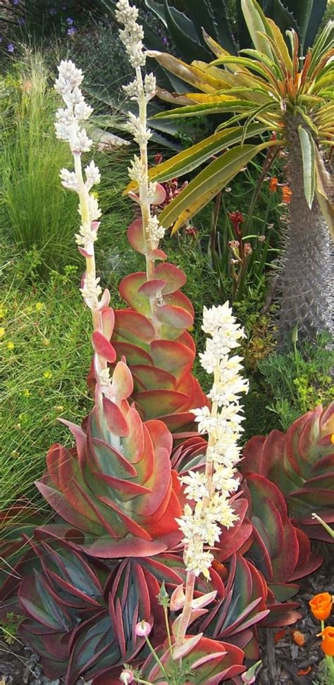 Paddle Plant with flower (Kalanchoe thyrsiflora) | Paddle plant, Unusual plants, Succulent gardening