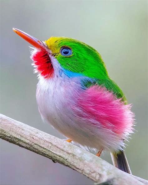 Cuban Tody: Hummingbird-Sized Jewel Of The Caribbean