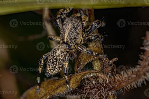 Adult Female Yellow Jumping spider 3779979 Stock Photo at Vecteezy