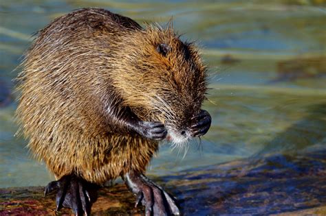 Nutria Rodent Water Rat Species Of Rodent Waters – Clean Public Domain