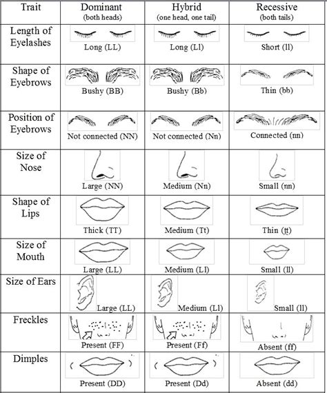 Genetic Traits Worksheet - Studying Worksheets