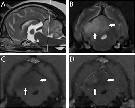 Frontiers | Imaging Ischemic and Hemorrhagic Disease of the Brain in Dogs