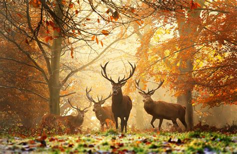 128 Animals Enjoying The Magic Of Autumn | Bored Panda