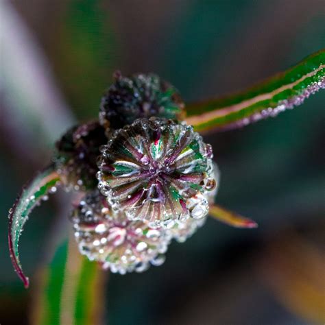 Dew drops on flowers - PixaHive