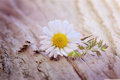 Daisy Flower Wallpapers - Top Free Daisy Flower Backgrounds - WallpaperAccess