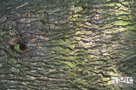 Botany - Trees - Pinaceae. Cedar of Lebanon (Cedrus libani). Bark, Stock Photo, Picture And ...