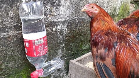 how to make automatic drinking water trough for chickens from discarded bottles - YouTube