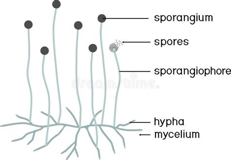 Structure of Mucor. Mycelium with Sporangium Stock Vector - Illustration of drawing ...