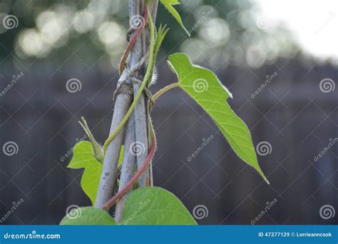 Morning Glory Vine stock image. Image of growth, trellising - 47377129